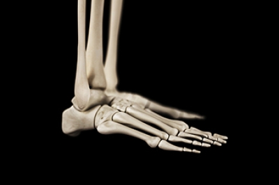 Structure and Function of the Human Foot